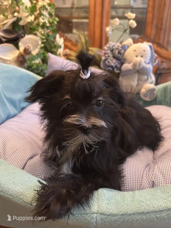 LORENZO – Morkie puppy for sale in Winter Haven, FL