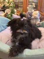 LORENZO, a male Morkie for sale in Winter Haven, FL – Photo 1 of 10