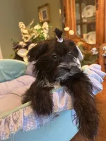 LORENZO, a male Morkie for sale in Winter Haven, FL – Photo 7 of 10
