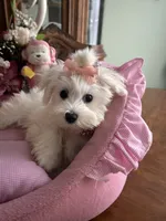 ANNIE, a female Maltese for sale in Winter Haven, FL – 2 of 10
