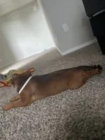 Roxie, a female American Pit Bull Terrier for sale in Mesquite, TX – 2 of 4