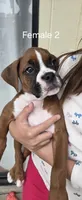 Princess Leia, a female Boxer for sale in Oceano, CA – 4 of 4
