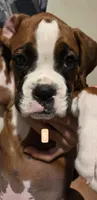 Leanne , a female Boxer for sale in Oceano, CA – 5 of 6
