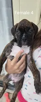 Chilly, a female Boxer for sale in Oceano, CA – 1 of 5