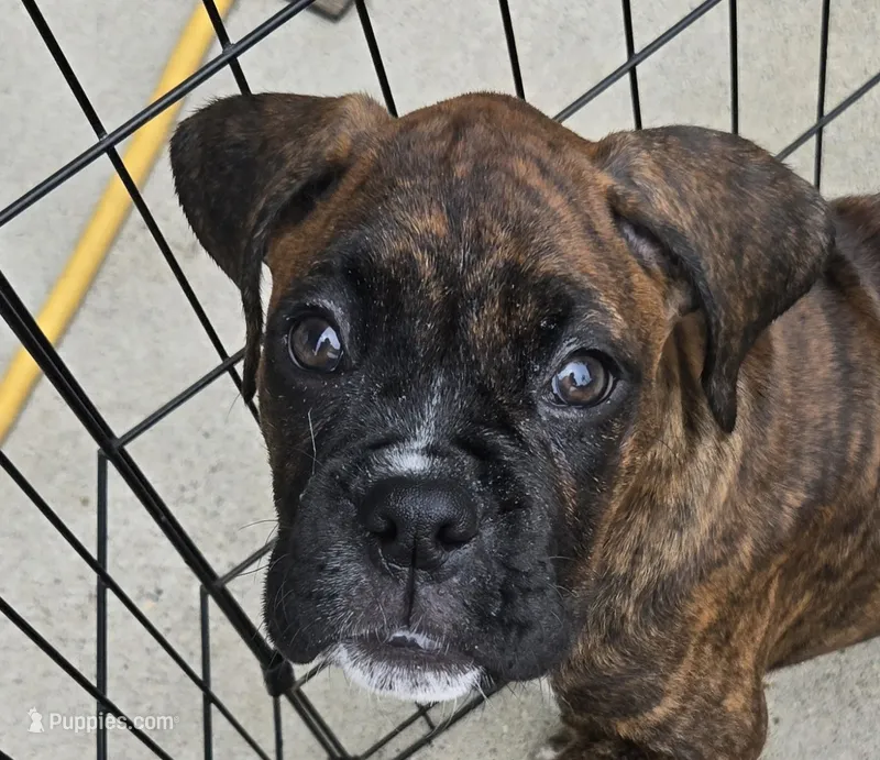 Chilly – Boxer puppy for sale in Oceano, CA