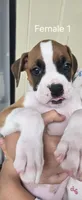 Sprinkles, a female Boxer for sale in Oceano, CA – 4 of 5
