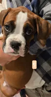Leanne , a female Boxer for sale in Oceano, CA – 6 of 6