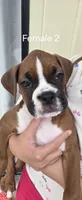 Princess Leia, a female Boxer for sale in Oceano, CA – 3 of 4