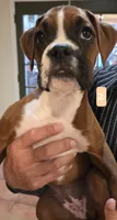 Princess Leia, a female Boxer for sale in Oceano, CA – 2 of 4