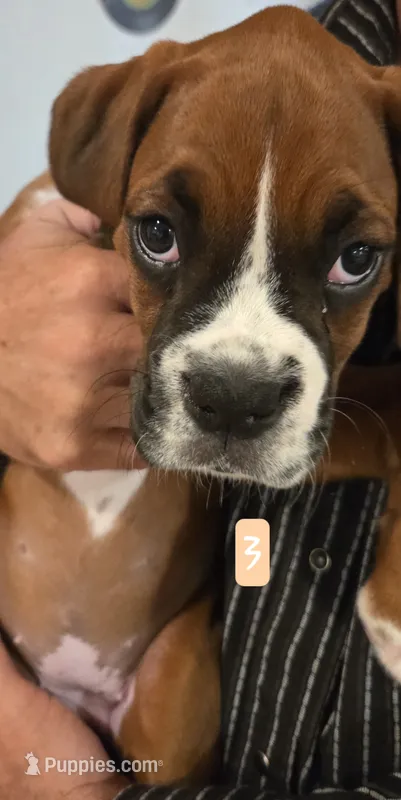 Diamond – Boxer puppy for sale in Oceano, CA