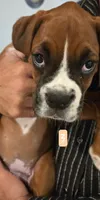 Diamond, a female Boxer for sale in Oceano, CA – 2 of 3