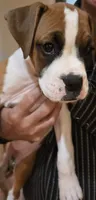 Sprinkles, a female Boxer for sale in Oceano, CA – 2 of 5