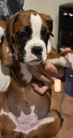 Leanne , a female Boxer for sale in Oceano, CA – 3 of 6