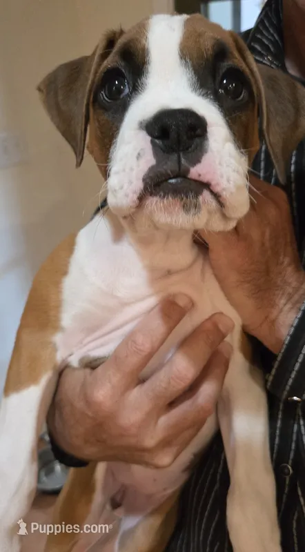 Sprinkles – Boxer puppy for sale in Oceano, CA