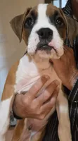 Sprinkles, a female Boxer for sale in Oceano, CA – 1 of 5
