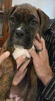 Chilly, a female Boxer for sale in Oceano, CA – 2 of 5