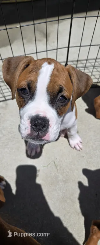 Sprinkles – Boxer puppy for sale in Oceano, CA