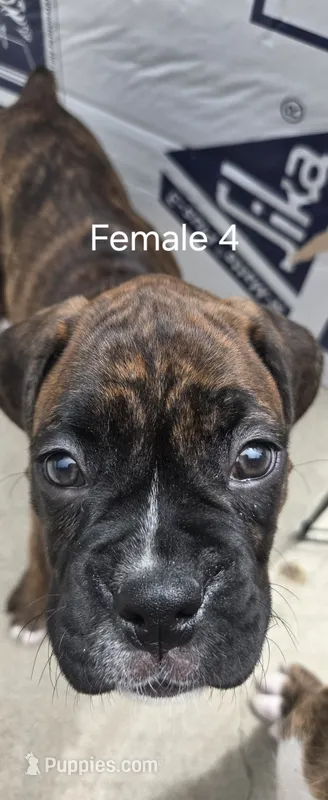Chilly – Boxer puppy for sale in Oceano, CA
