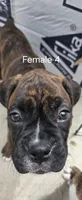 Chilly, a female Boxer for sale in Oceano, CA – 4 of 5