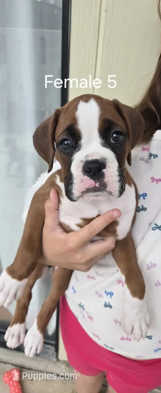 Leanne  – Boxer puppy for sale in Oceano, CA
