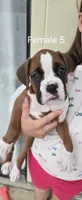 Leanne , a female Boxer for sale in Oceano, CA – 4 of 6