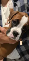 Leanne , a female Boxer for sale in Oceano, CA – 2 of 6