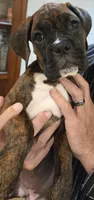 Chilly, a female Boxer for sale in Oceano, CA – 3 of 5