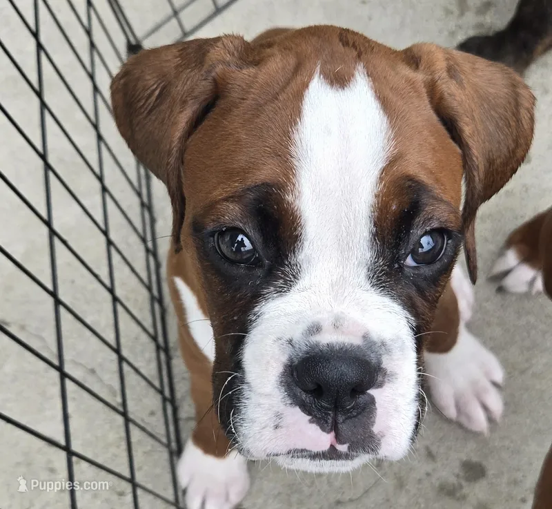 Leanne  – Boxer puppy for sale in Oceano, CA