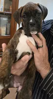 Chilly, a female Boxer for sale in Oceano, CA – 5 of 5