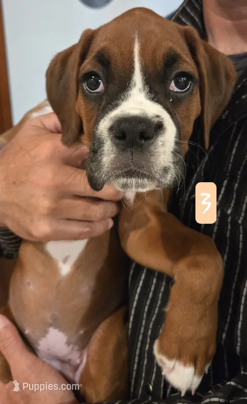 Diamond – Boxer puppy for sale in Oceano, CA