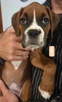 Diamond, a female Boxer for sale in Oceano, CA – 1 of 3