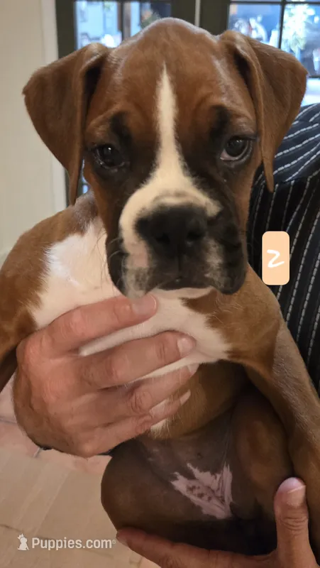Princess Leia – Boxer puppy for sale in Oceano, CA