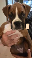 Princess Leia, a female Boxer for sale in Oceano, CA – 1 of 4