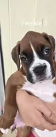 Diamond, a female Boxer for sale in Oceano, CA – 3 of 3