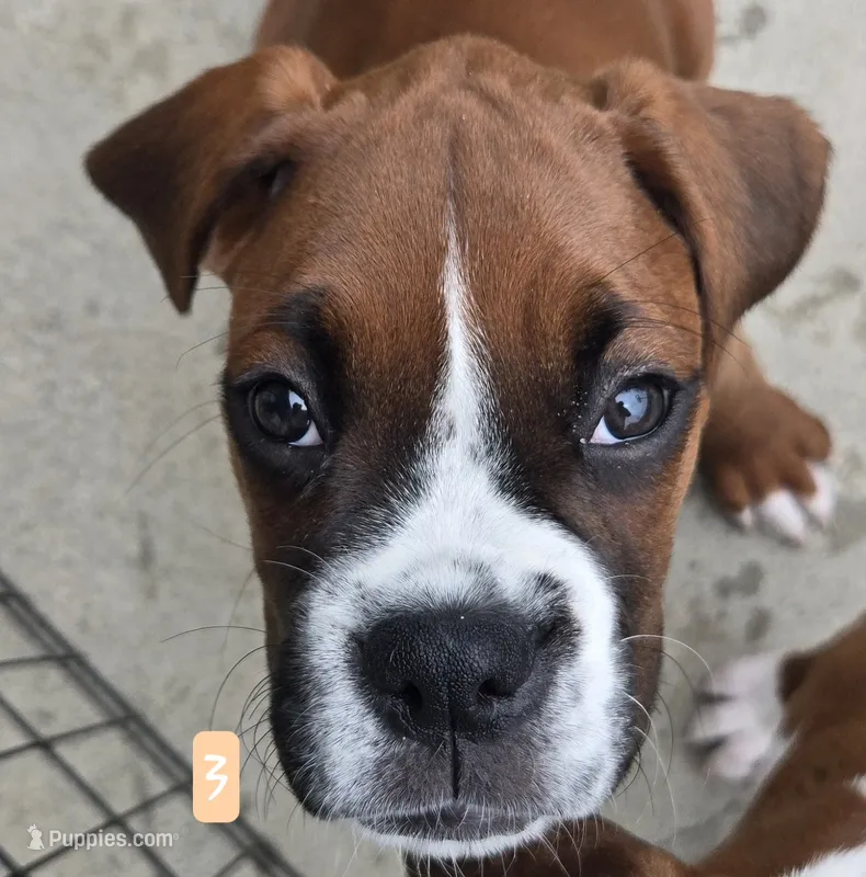 Diamond – Boxer puppy for sale in Oceano, CA