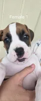 Sprinkles, a female Boxer for sale in Oceano, CA – 5 of 5