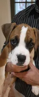 Sprinkles, a female Boxer for sale in Oceano, CA – 3 of 5