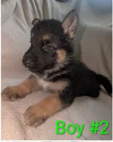 Riley, a male German Shepherd Dog and Alaskan Husky for sale in Mount Hope, WI – 1 of 2