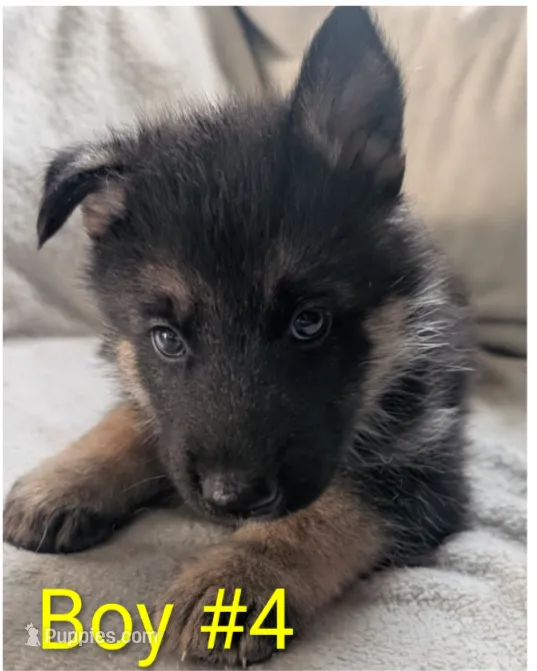 Buddy – German Shepherd Dog, Alaskan Husky puppy for sale in Mount Hope, WI