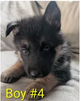 Buddy, a male German Shepherd Dog and Alaskan Husky for sale in Mount Hope, WI – 1 of 2