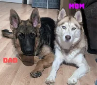Riley, a male German Shepherd Dog and Alaskan Husky for sale in Mount Hope, WI – 2 of 2