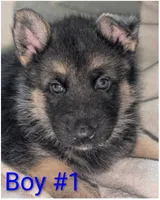 Wolfie, a male German Shepherd Dog and Alaskan Husky for sale in Mount Hope, WI – 1 of 2