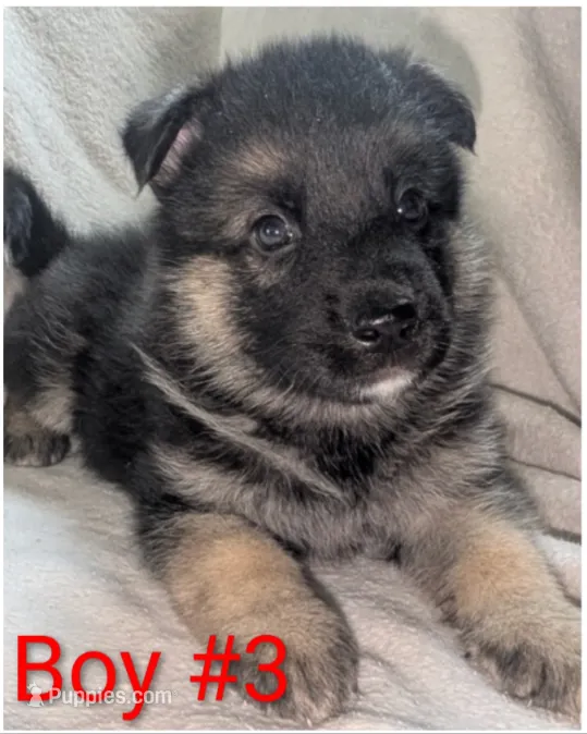 Goatee  – German Shepherd Dog, Alaskan Husky puppy for sale in Mount Hope, WI