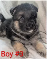 Goatee , a male German Shepherd Dog and Alaskan Husky for sale in Mount Hope, WI – 1 of 2