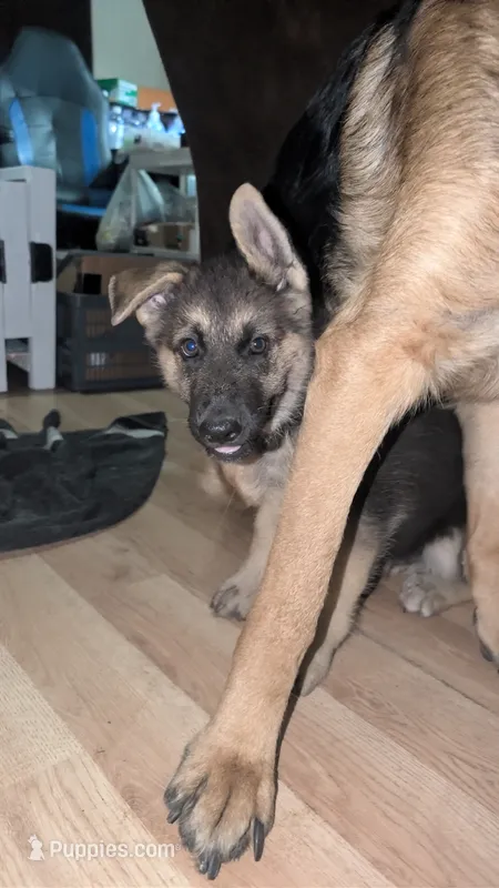 Goatee (willing to work with price)  – German Shepherd Dog, Alaskan Husky puppy for sale in Mount Hope, WI