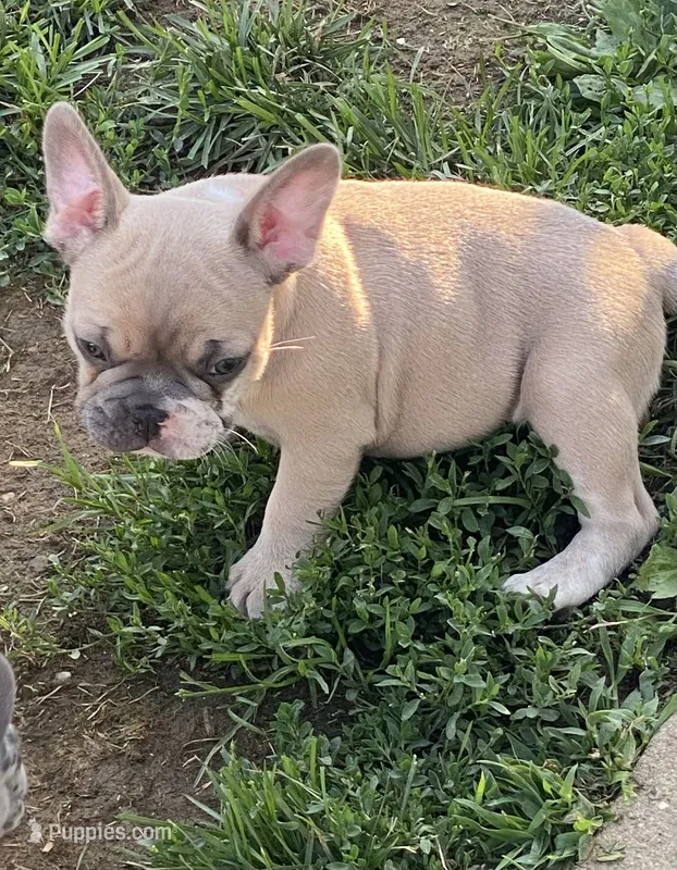 Buck – French Bulldog puppy for sale in Jewett, OH