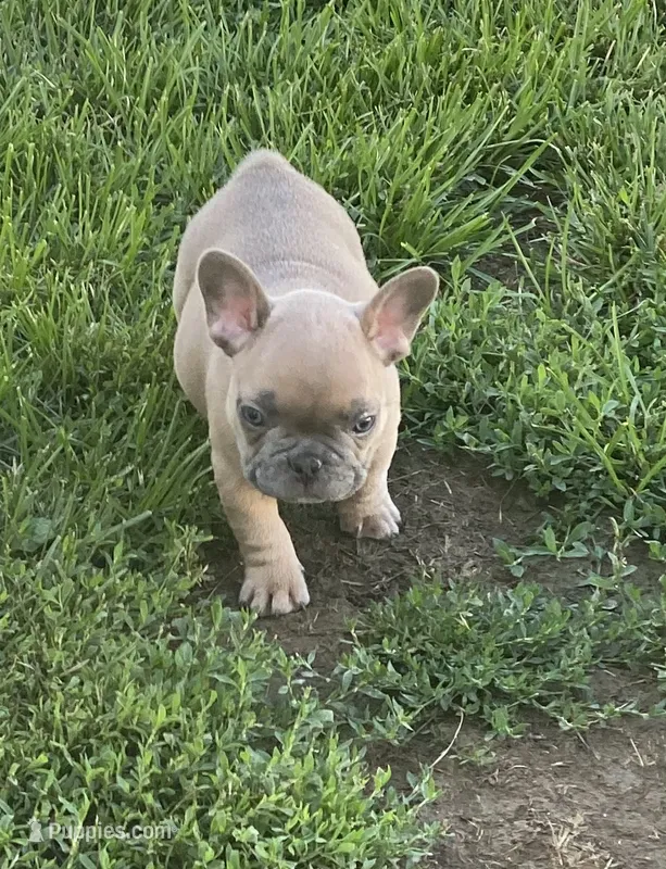 Rugar – French Bulldog puppy for sale in Jewett, OH