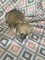 Buck, a male French Bulldog for sale in Jewett, OH – 1 of 7