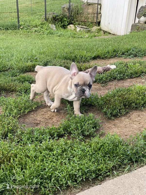 Buck – French Bulldog puppy for sale in Jewett, OH