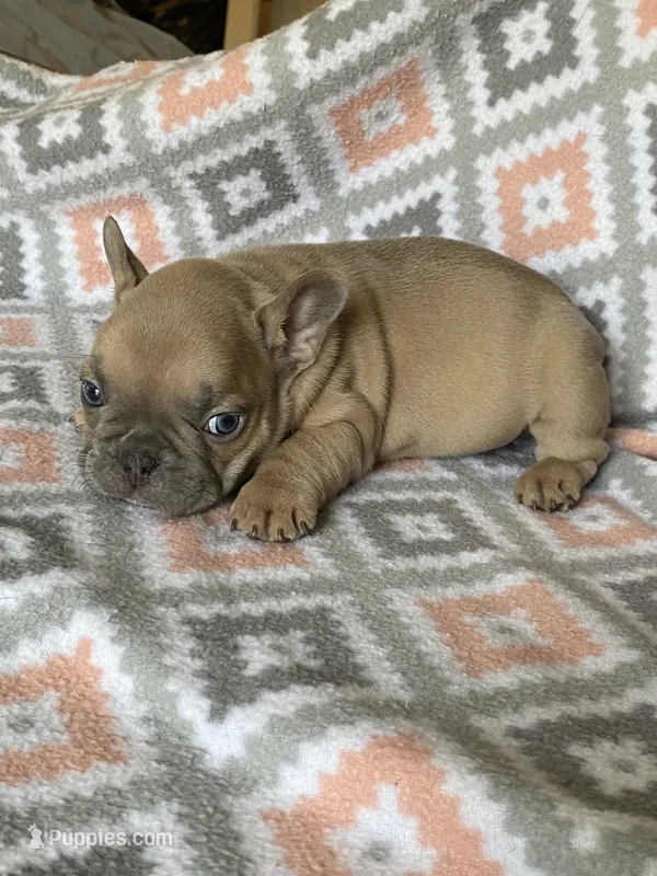 Rugar – French Bulldog puppy for sale in Jewett, OH